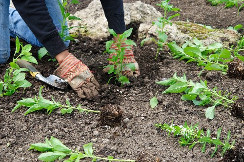 Mulched beds and reused materials in a community garden