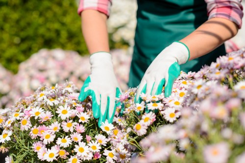 Lawn care services being performed in a Temple garden